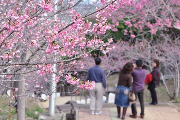 早咲き桜 寒緋桜やあたみ桜の名所や見頃を紹介 桜名所 お花見特集 ウォーカープラス