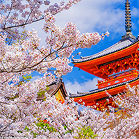 京都周辺のお花見情報