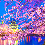 おすすめ夜桜名所・お花見ライトアップ