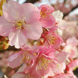 早咲き桜スポット