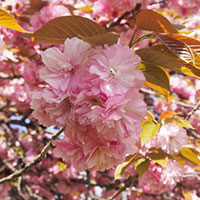 桜の種類