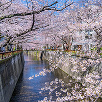 桜の種類