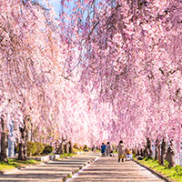 桜の種類