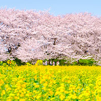 桜の種類