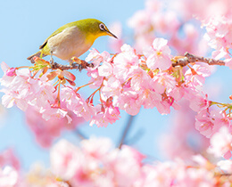 河津桜（2023年の河津桜まつり、見頃、名所など）
