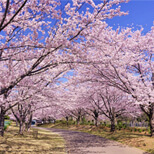 全国の今見頃の桜名所